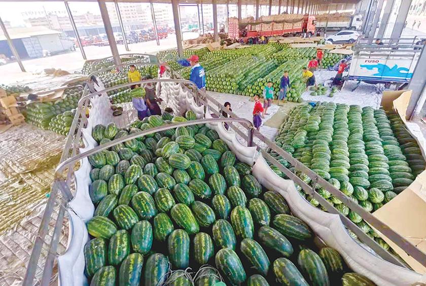 မြန်မာဘက်မှ တင်ပို့ရောင်းချထားသော ဖရဲ၊ သခွားသီးများကို တရုတ်နိုင်ငံ ဝမ်တိန်သစ်သီးကွင်းတွင် ရောင်းမရဘဲ စုပုံနေသည်ကို ဖေဖော်ဝါရီ ၁ ရက် နံနက်ပိုင်းက တွေ့ရစဉ် (ဓာတ်ပုံ-ထွန်းနေလှိုင်)