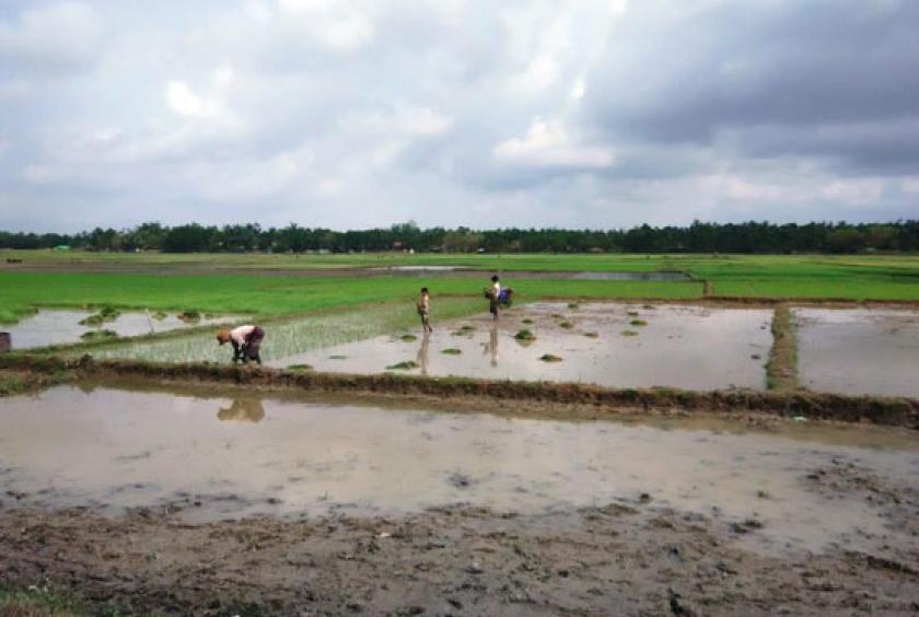 စလင်းမြို့နယ်ရှိ လယ်ယာစိုက်ပျိုးရေး လုပ်ငန်းခွင် တစ်နေရာကို တွေ့ရစဉ်