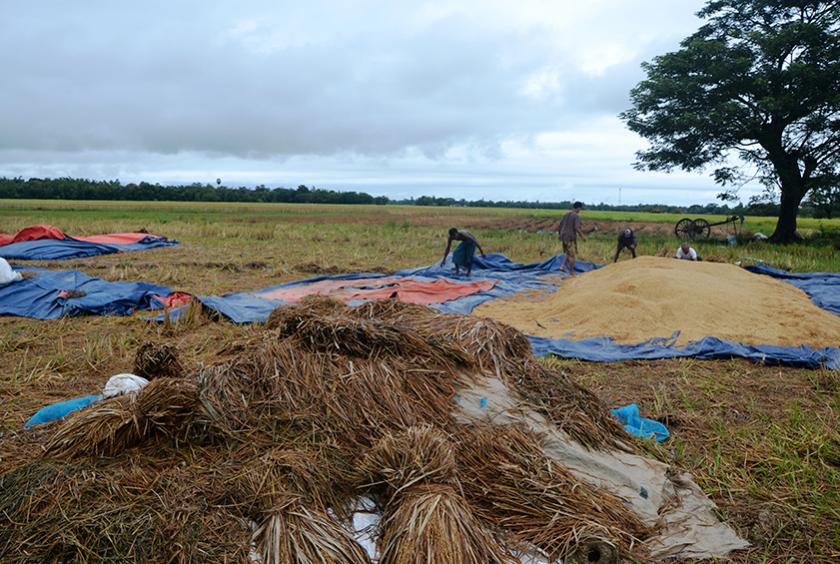 စိုက်ပျိုးထားသော စပါးများ ရိတ်သိမ်းထားသည်ကို တွေ့ရစဉ် (ဓာတ်ပုံ-မင်းသူဝင်းထွဋ်)