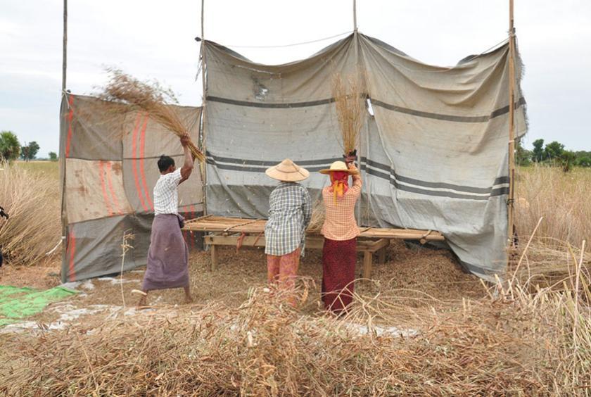 ပဲစင်းငုံ ခြွေလှေ့နေသည့် တောင်သူများကို တွေ့ရစဉ်