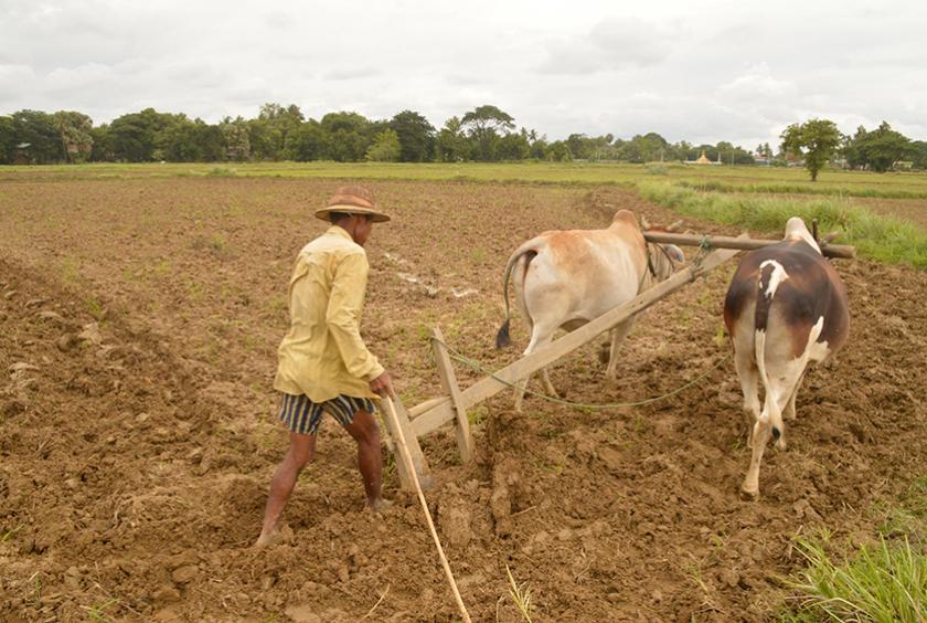 ပဲခူးတိုင်းဒေသကြီး အတွင်းရှိ လယ်ယာလုပ်ငန်းခွင် တစ်ခုကို တွေ့ရစဉ် (ဓာတ်ပုံ-ဇော်ဝင်းချစ်)