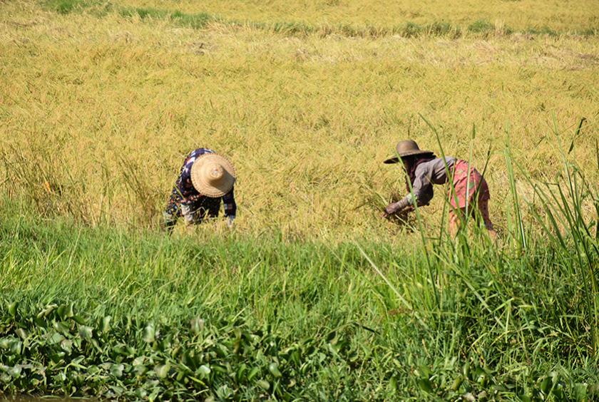 ဧရာဝတီတိုင်းဒေသကြီးအတွင်း မိုးစပါးရိတ်သိမ်းနေသော တောင်သူများအား တွေ့ရစဉ်