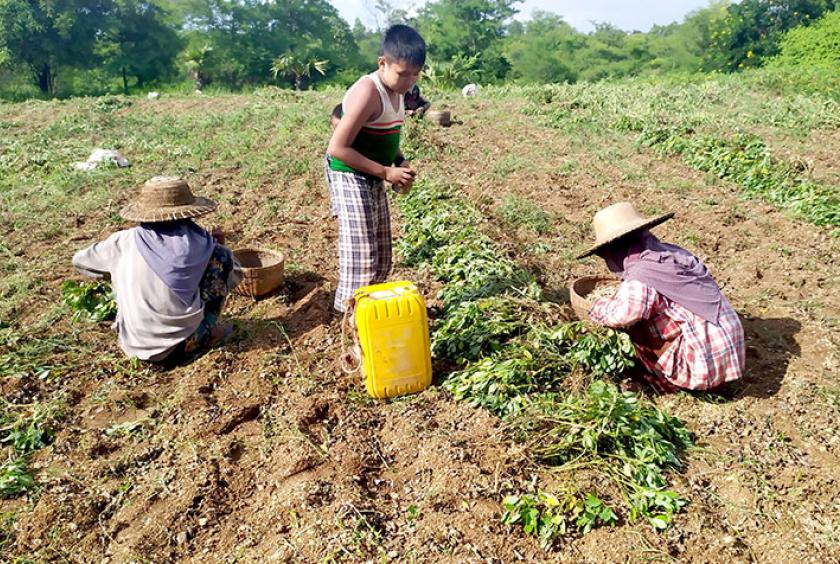   ရေနံချောင်းမြို့နယ်အတွင်း မြေပဲနုတ်သိမ်းခူးဆွတ်နေသည့် လုပ်ငန်းခွင်တစ်ခုကို တွေ့ရစဉ်