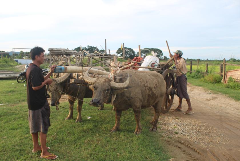 မဲဇာမြစ်ရိုးမှ တောင်သူများ လယ်ယာလုပ်ငန်းခွင်သွားရောက်ရန် ပြင်ဆင်နေစဉ်