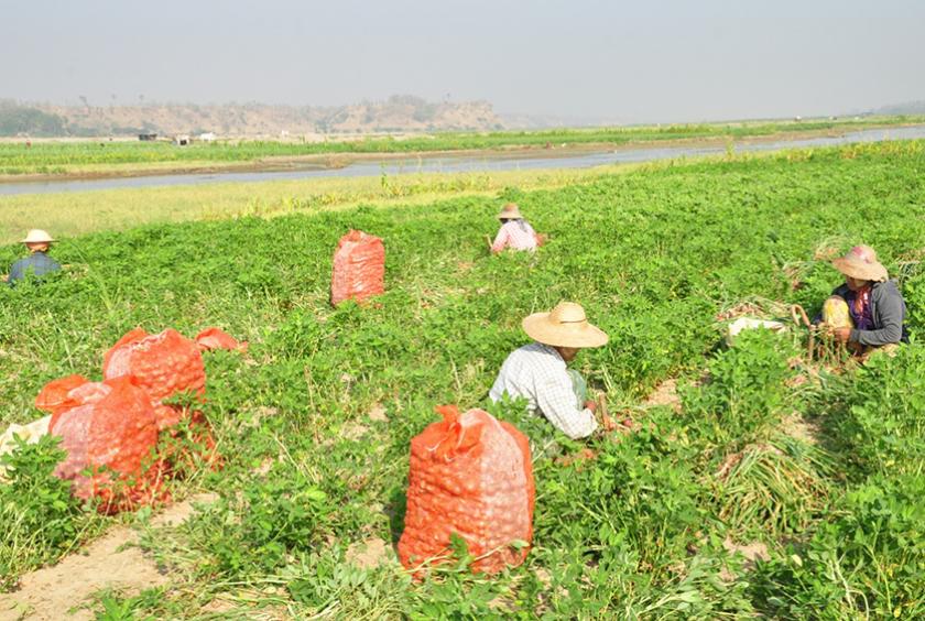 ကြက်သွန်ရိတ်သိမ်းနေသော တောင်သူအချို့ကို တွေ့ရစဉ်