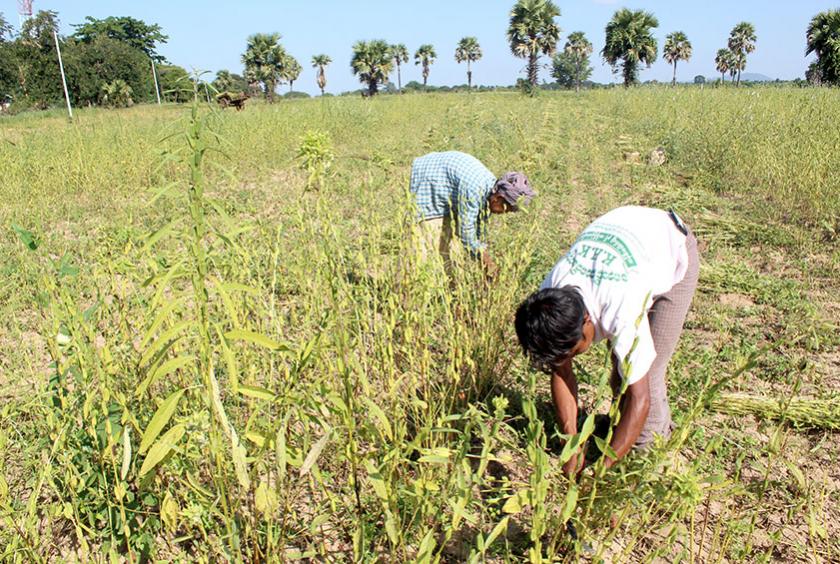 နှမ်းရိတ်သိမ်းနေသည့် တောင်သူများအား တွေ့ရစဉ်