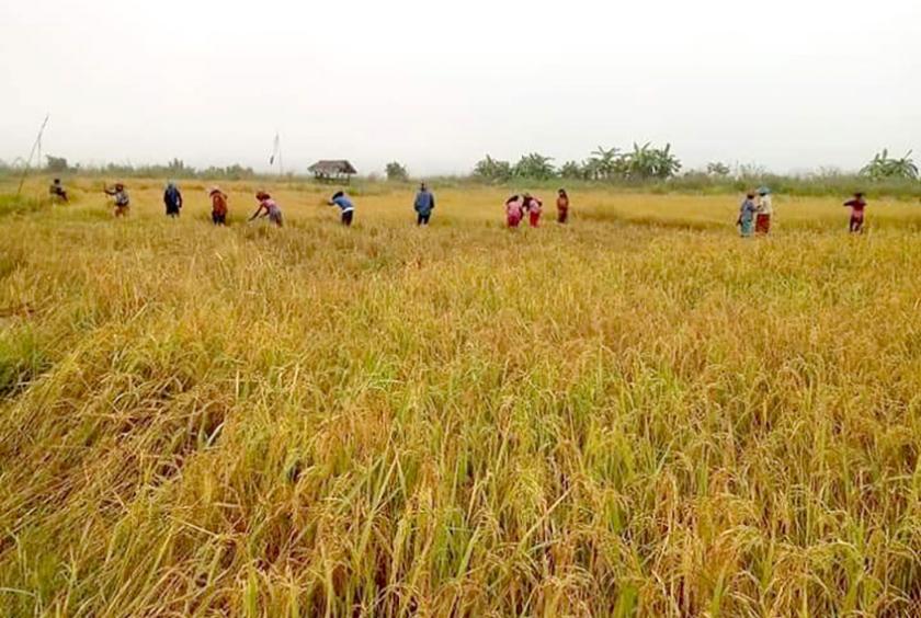 ဖောင်းပြင်မြို့နယ်တွင် စပါးရိတ်သိမ်းနေစဉ်