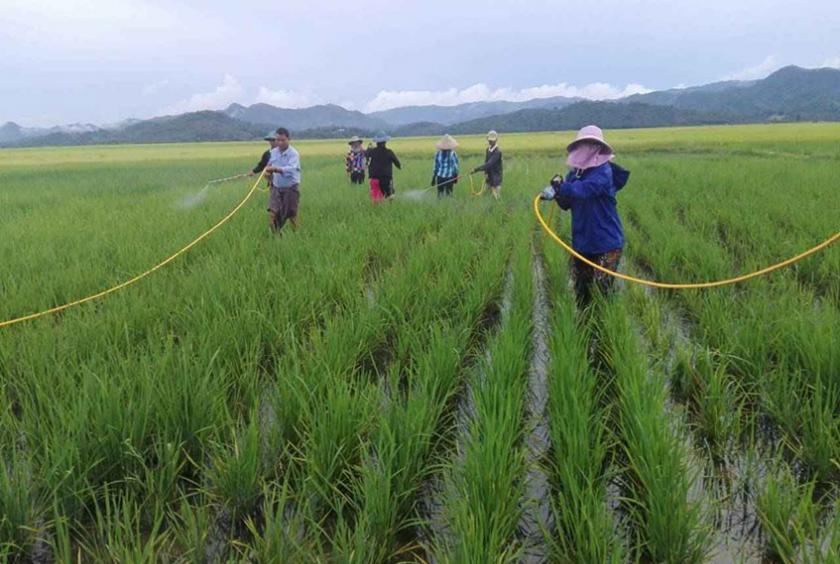 မြိတ်မြို့နယ်အတွင်းရှိ လယ်ယာလုပ်ငန်းခွင် တစ်နေရာကို တွေ့ရစဉ်