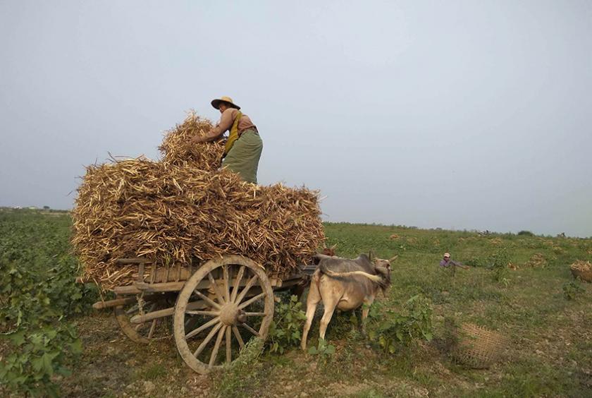 ပဲစိုက်တောင်သူများ၏ လုပ်ငန်းခွင်တစ်ခုကို တွေ့ရစဉ်