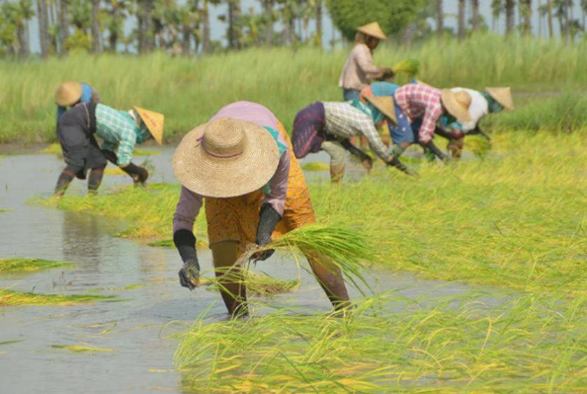 မန္တလေးတိုင်းဒေသကြီးအတွင်းရှိ လယ်ယာလုပ်ငန်းခွင်တစ်ခုကို တွေ့ရစဉ် (ဓာတ်ပုံ- ဌေးလှအောင်)