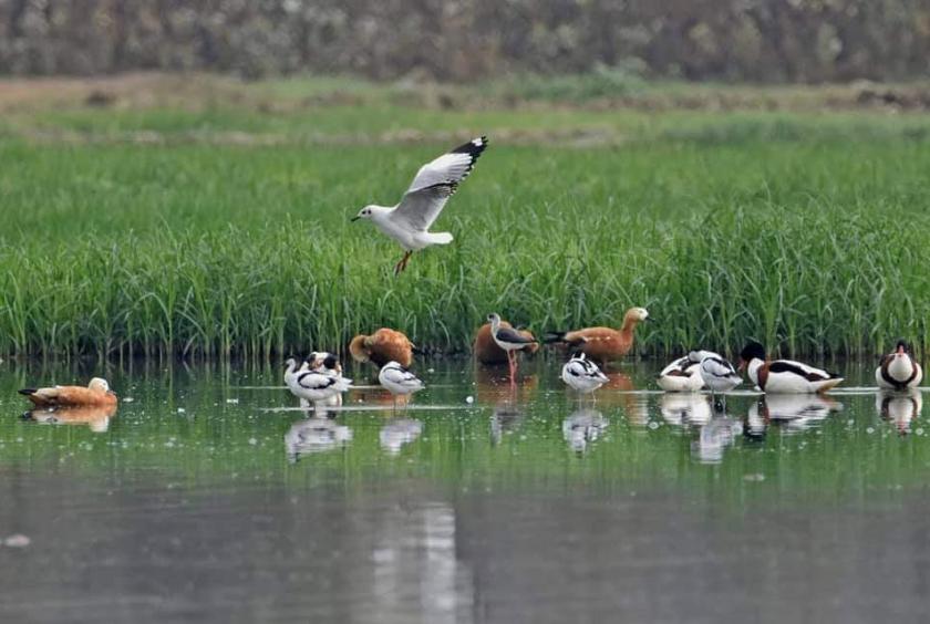 ဆောင်းခိုငှက်များကို တောင်သမန်အင်းအတွင်း ၂၀၁၆ ခုနှစ်က တွေ့ရစဉ် (ဓာတ်ပုံ-ဇေမောင်သိန်း)
