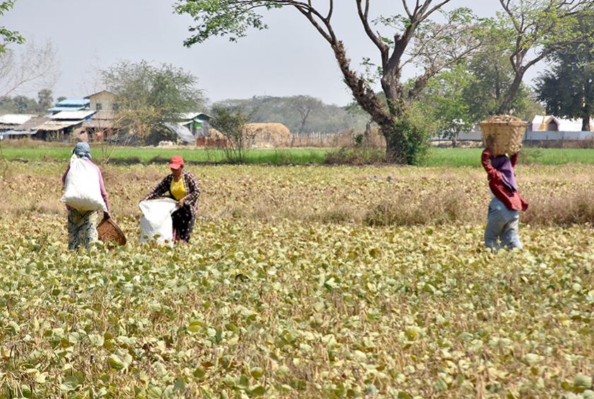 သုံးခမြို့နယ်အတွင်းရှိ ပဲစိုက်တောင်သူများ၏ လုပ်ငန်းခွင်တစ်ခုကို တွေ့ရစဉ် (ဓာတ်ပုံ-ကြည်နိုင်)