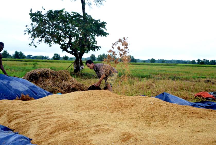 ဧရာဝတီတိုင်းဒေသကြီး ကျေးလက်တစ်ခုတွင် မိုးစပါးရိတ်သိမ်းအပြီး ခြွေလှေ့ထားသည်ကို တွေ့ရစဉ်