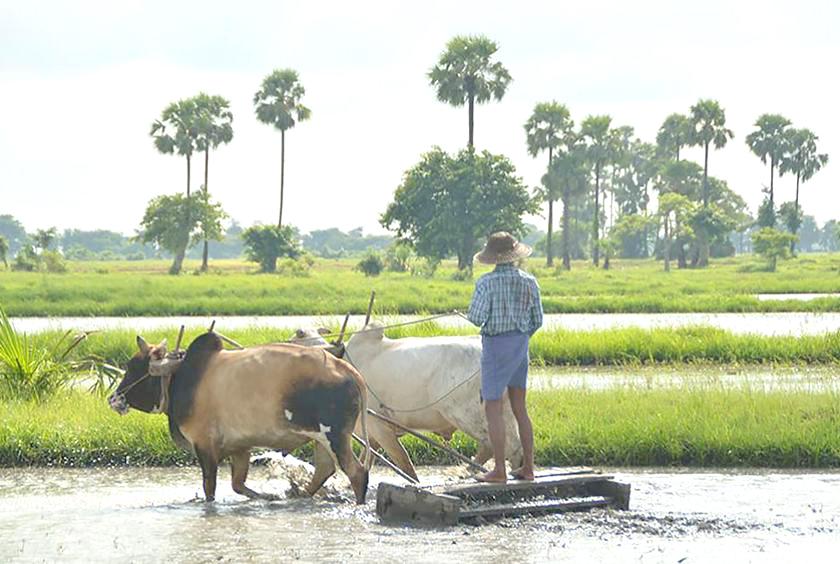 တောင်သူများ၏လယ်ယာလုပ်ငန်းခွင်တစ်ခုကို တွေ့ရစဉ်
