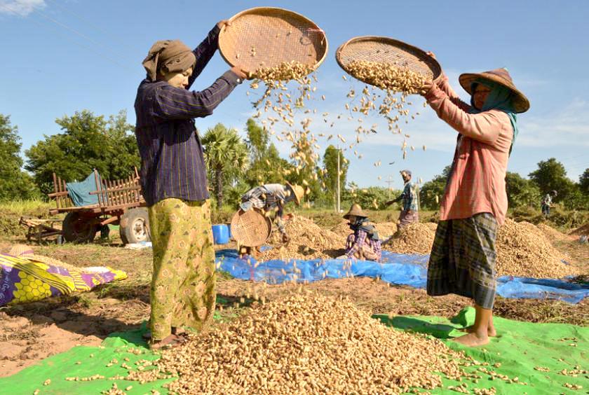 မကွေးတိုင်းဒေသကြီးမှ မြေပဲသိမ်းသည့်လုပ်ငန်းခွင်တစ်ခုကို တွေ့ရစဉ်