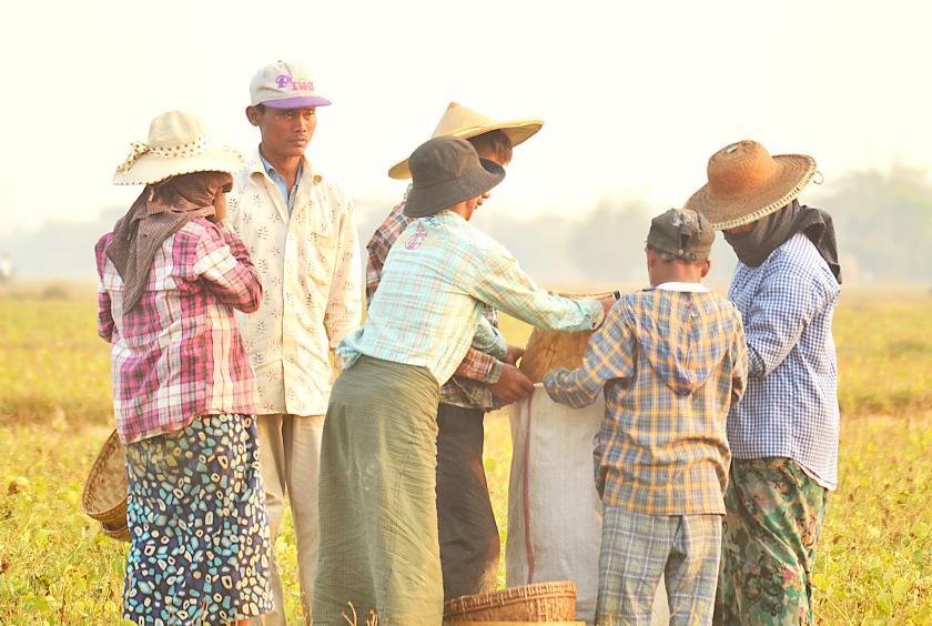 ပဲစိုက်တောင်သူများ၏လုပ်ငန်းခွင်တစ်ခုကို တွေ့ရစဉ်