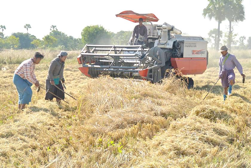 စစ်ကိုင်းတိုင်းဒေသကြီး ရွှေဘိုခရိုင်  စက်ကိရိယာများဖြင့် စပါးရိတ်သိမ်းနေသည်ကို ယခင်နှစ်များအတွင်းက တွေ့ရစဉ်