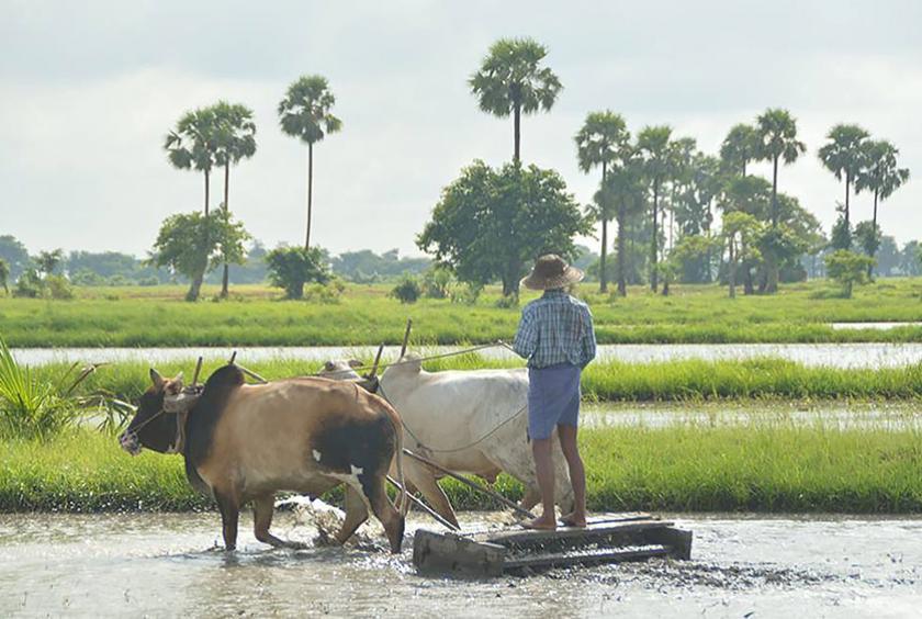 တောင်သူတို့၏ လယ်ယာလုပ်ငန်းခွင်ကို တွေ့ရစဉ်