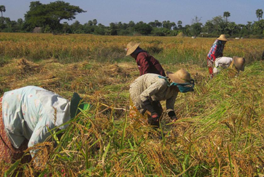 ရန်ကုန်မြို့ရှိ ဝါးတန်းဆိပ်ကမ်း၌ ဆန်ကုန်တင်ကုန်ချ ပြုလုပ်နေသည်ကို တွေ့ရစဉ် (ဓာတ်ပုံ-အောင်ကျော်ထက်)