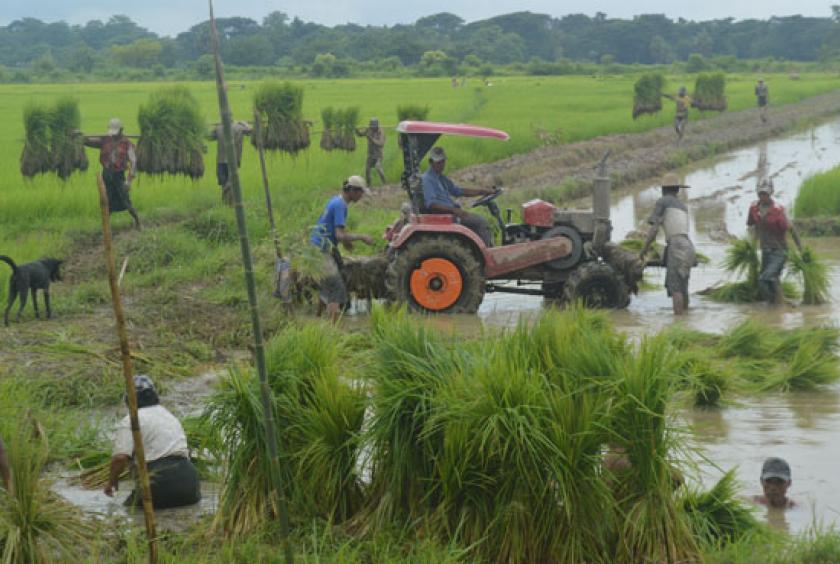 ပခုက္ကူဆိပ်ကမ်းတွင် ဆန်မော်တော်ပေါ်မှ ဆန်များ သယ်ယူနေစဉ် (ဓာတ်ပုံ - သက်ထိန်ဝင်း)