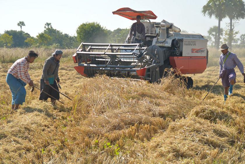 မန္တလေးတိုင်းဒေသကြီးရှိ လယ်ယာစိုက်ပျိုးရေးလုပ်ငန်းခွင်တစ်ခုတွင် စပါးများရိတ်သိမ်းနေသည်ကို တွေ့ရစဉ် (ဓာတ်ပုံ-ဌေးလှအောင်)