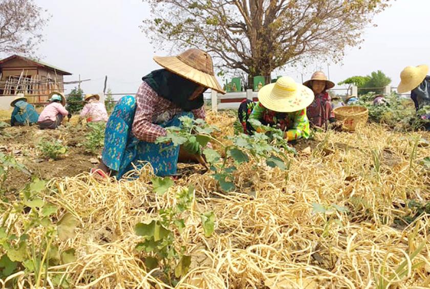 စစ်ကိုင်းတိုင်းဒေသကြီးအတွင်းရှိ ကြက်သွန်စိုက်တောင်သူများကို တွေ့ရစဉ်(ဓာတ်ပုံ- ကောင်းခန့်လင်း)