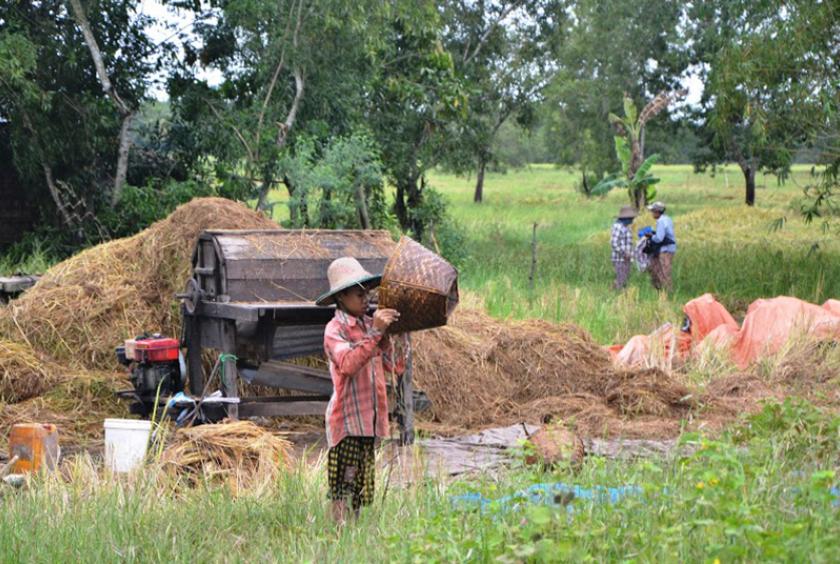 ဧရာဝတီတိုင်းဒေသကြီးရှိ လယ်ယာလုပ်ငန်းခွင်တစ်ခုကို တွေ့ရစဉ် (ဓာတ်ပုံ-မင်းသူဝင်းထွဋ်)